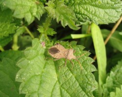 Dock bug (<I>Coreus marginatus</I>)