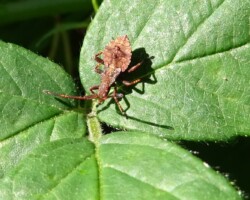 Dock bug (<I>Coreus marginatus</I>)