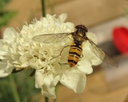 <I>Episyrphus balteatus</I>
