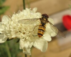<I>Episyrphus balteatus</I>