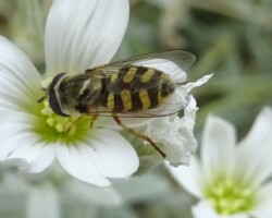 <I>Eupeodes sp.</I>