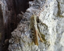 Field grasshopper  (<I> Chorthippus brunneus</I>)