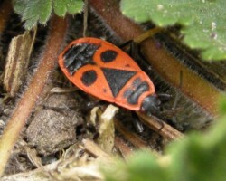 Fire bug (<I>Pyrrhocoris apterus</I>)