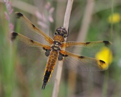 Four-spot chaser (<I>Libellula quadrimaculata</I>)