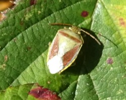 Gorse shieldbug (<I>Piezodorus lituratus</I>)