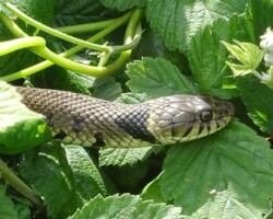 Grass snake (<i>Natrix natrix</i>)