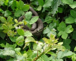 Grass snake (<I>Natrix natrix</I>)