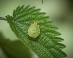 Green shieldbug (<i>Palomena prasina</i>)