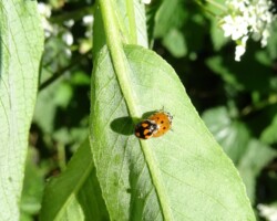 Harlequin ladybird (<i>Harmonia axyridis</i>)