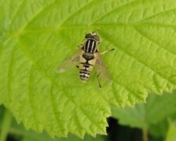 <I>Helophilius pendulus</I>