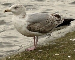 Herring gull (<i>Larus argentatus</i>)
