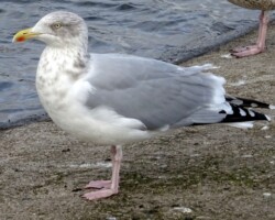 Herring gull (<i>Larus argentatus</i>)