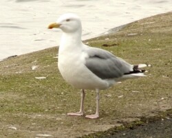 Herring gull (<i>Larus argentatus</i>)