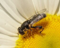 <i>Syritta pipiens</i>