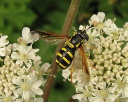 <I>Chrysotoxum vernale</I>