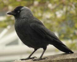 Jackdaw (<i>Corvus monedula</i>)