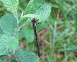 Large red damselfly (<I>Pyrrhosoma nymphula</I>)