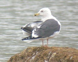 Lesser black-backed gull (<i>Larus fuscus</i>)