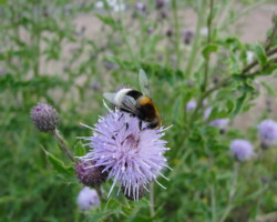<I>Eristalis intricarius</I>