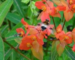 <i>Leucozona lucorum</i>