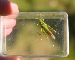 Common green grasshopper (<I>Omocestus viridulus</I>)