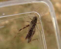 Mottled grasshopper (<I>Myrmeleotettix maculatus</I>)
