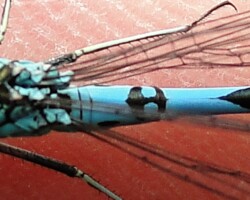 Northern blue damselfly (<I>Coenagrion hastulatum</I>)