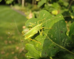 Oak bush cricket (<I>Meconema thalassinum</I>)
-