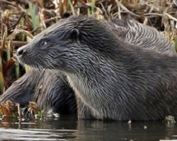 Eurasian otter (<i>Lutra lutra</i>)