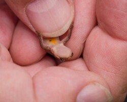 Palmate Newt (<I>Lissotriton helveticus</I>)