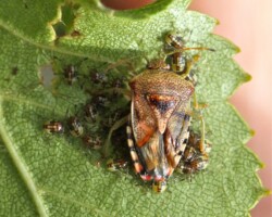 Parent shieldbug (<I> Elasmucha grisea</I>)