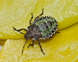 Red-legged shieldbug (<i>Pentatome rufipes</i>)