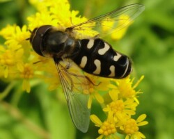 <I>Scaeva pyrastri</I>