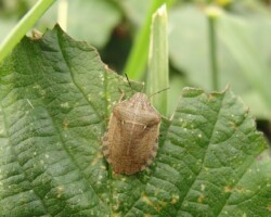 Scarce tortoise shieldbug (<I>Eurogaster maura</I>)