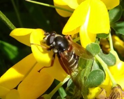 <I>Sericomyia lappona</I>