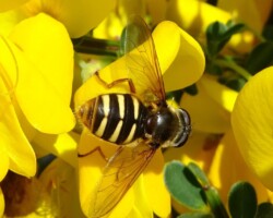 <I>Sericomyia silentis</I>