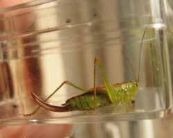 Short winged conehead (<I>Conocephalus dorsalis</I>)