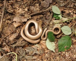 Slow worm (<I>Angius fragilis</I>)
