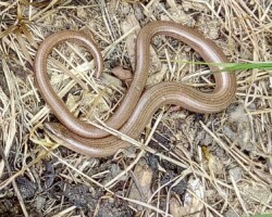 Slow worm (<I>Angius fragilis</I>)