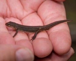 Smooth Newt (<I>Lissotriton vulgaris</I>)