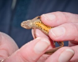 Smooth Newt (<I>Lissotriton vulgaris</I>) Female
