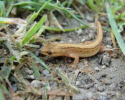 Smooth Newt (<I>Lissotriton vulgaris</I>) Juvenile