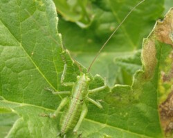 Great green bush cricket (<I>Tettigonia viridissum</I>) Nymph