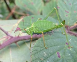 Speckled bush cricket (<I>Leptophyes punctatissima</I>)
