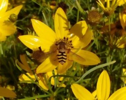 <I>Syrphus ribesii</I>