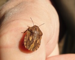 Tortoise shieldbug (<I> Eurogaster testudinaria</I>)