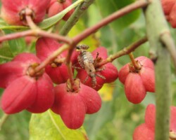 Tree damsel bug (<I>Himacerus apterus</I>)