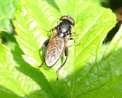 <I>Tropidia scita</I>