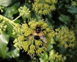 <I>Volucella pellucens</I>
