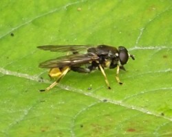 <I>Xylota sylvarum</I>